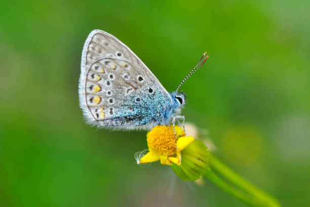 istock Beautiful butterfly sitting on flower 1197674372