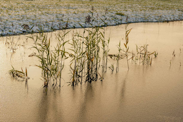 Closeup of yellowed reeds in a frozen stream. It is at the end of the day and the sun is settting already.