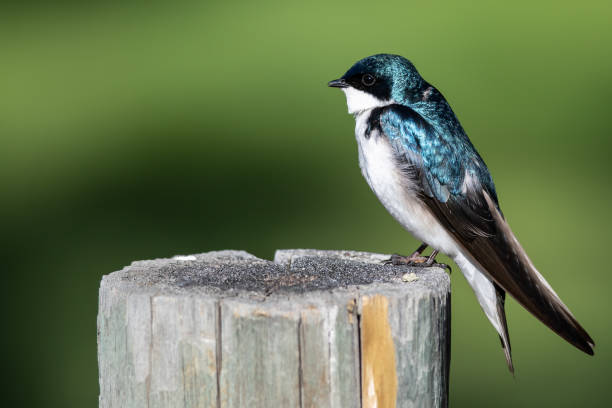 istock Tree Swallow Perched on an Old Weathered Wooden Fence Post 1197674639
