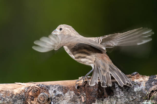 istock House Finch About to Take to Flight from Tree Branch 1197675183