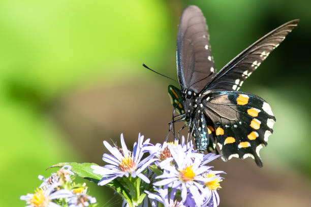 istock Spicebush Swallowtail Butterfly Sipping Nectar from the Accommodating Flower 1197675207