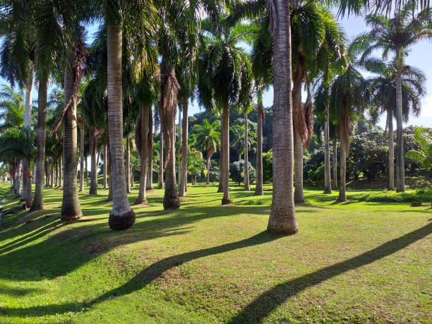 istock Palm grove with grass. Caribbean landscape. Tropical blue sky. 1197675231