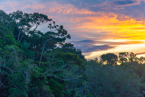 Sunset with tropical trees in the rainforest. The amazon river basin and jungle comprise the countries of Brazil, Bolivia, Colombia, Ecuador, Guyana, Peru, Suriname and Venezuela.