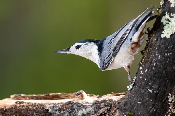 istock Profile of a White-Breasted Nuthatch Perched on a Weathered Tree Branch 1197675298