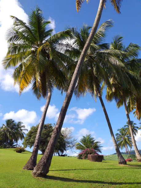istock Tropical garden with grass and palm trees and Caribbean blue sky. 1197675621