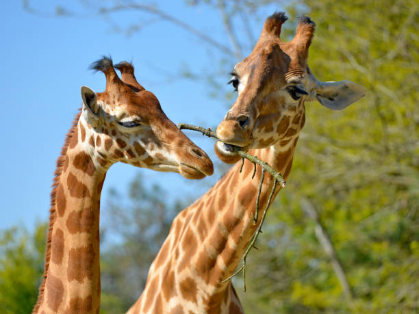 zbliżenie dwóch żyraf - giraffe two dimensional shape heavy horned zdjęcia i obrazy z banku zdjęć