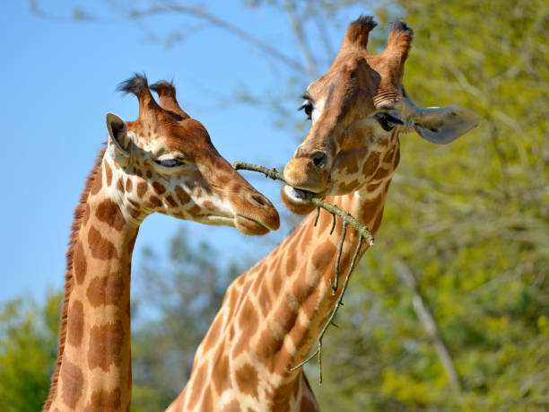 closeup of two giraffes - giraffe two dimensional shape heavy horned imagens e fotografias de stock