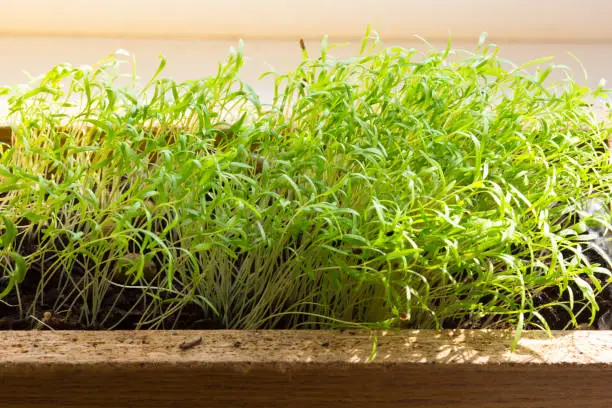 Photo of Many prouts of dill in the wooden box