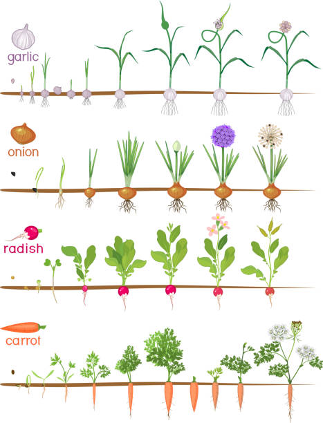 ilustrações de stock, clip art, desenhos animados e ícones de set of life cycles of vegetable plants (garlic, radish, carrot and onion). stages of vegetable plant growth from seed and sprout to harvest isolated on white background - radish white background vegetable leaf