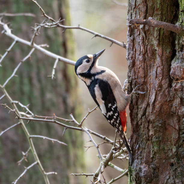 istock Great Spotted Woodpecker on Side of a Tree 1197677942