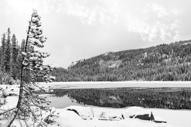 istock Winter lake with a predominant pine tree and reflection 1197678330