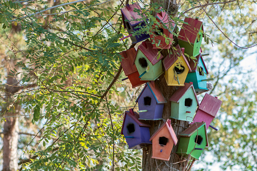 birdhouses on a tree stock photo