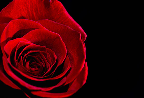 a close up of a beautiful red rose - date night imagens e fotografias de stock