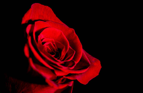 istock A Close Up of a Beautiful Red Rose 1197679900