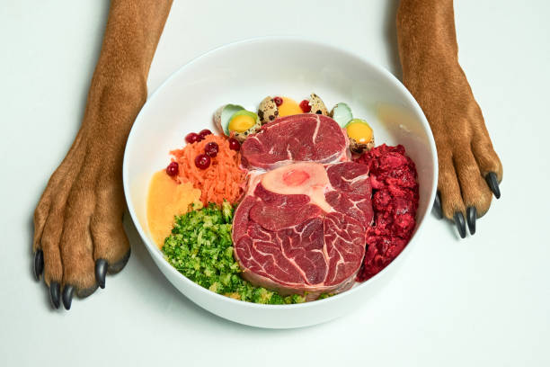Natural Raw organic dog food in bowl and dog's paws on white background. BARF dog diet. Raw meat, eggs, vegetables. stock photo