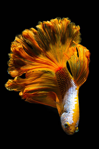 istock Siamese fighting fish,Siamese fighting fish , betta fish isolated on black background, 1197682248
