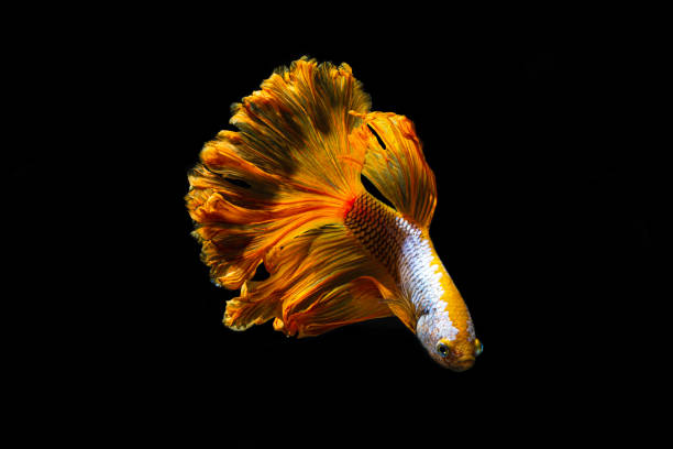 istock Siamese fighting fish,Siamese fighting fish , betta fish isolated on black background, 1197682415