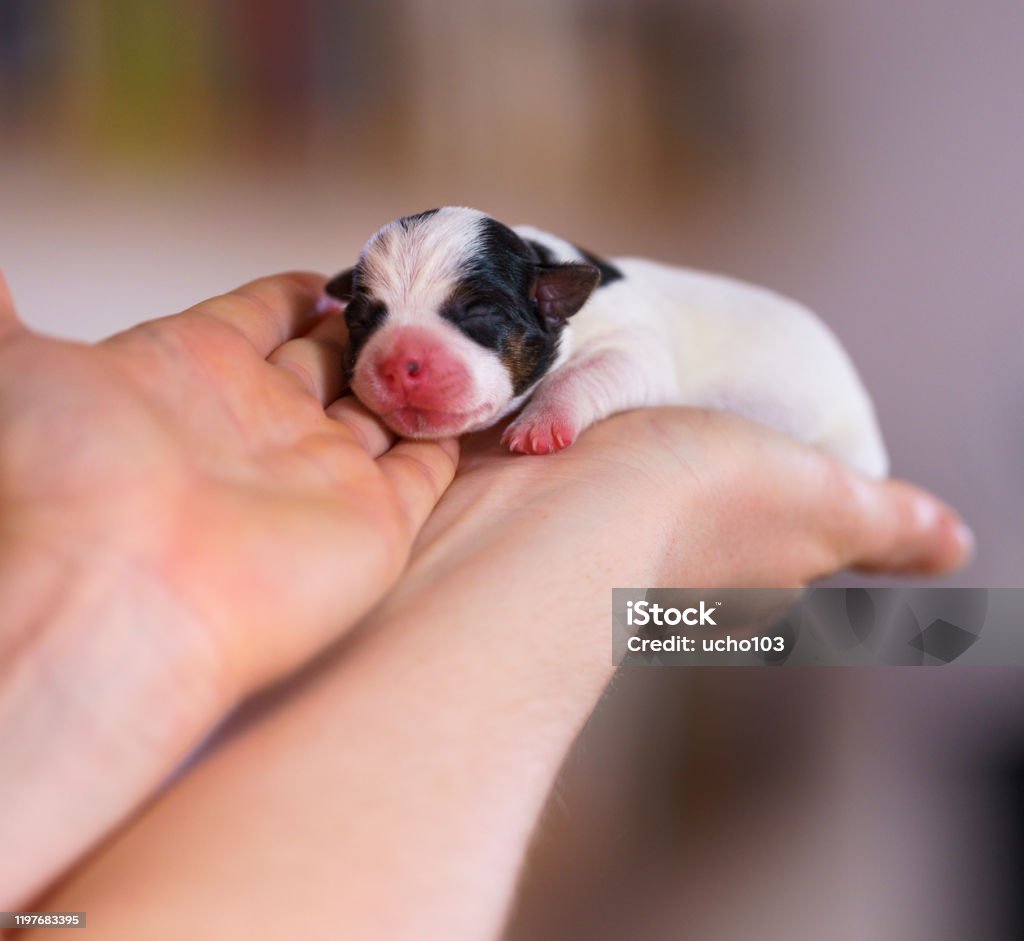 Hond Puppies Jack Russell Terrier Direct Na De Geboorte Kleine Honden en meer beelden van Charmant - iStock
