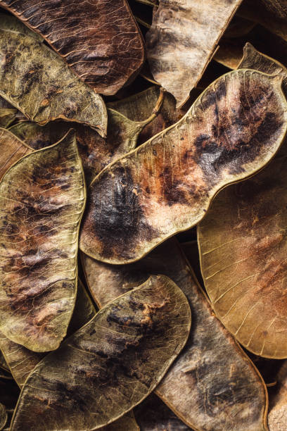 istock Dried senna leave, closeup 1197683716