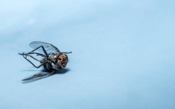 istock Close-up of a dead fly lying on its back. 1197684509