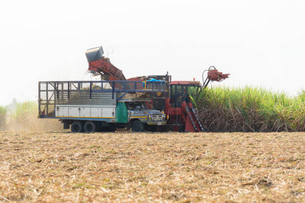 istock harvest the sugarcane by Sugarcane harvester 1197684533