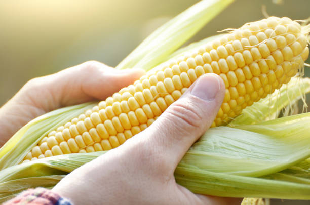 istock Harvest ready unwrapped corn cobs in farmer's hands closeup 1197684976