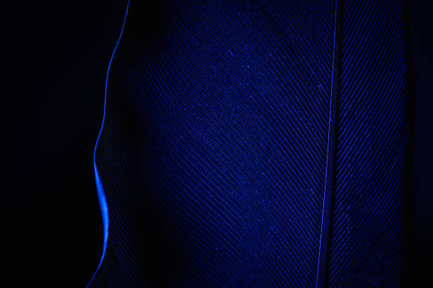 istock Piece of blue bird feathers, close-up, 1197684978