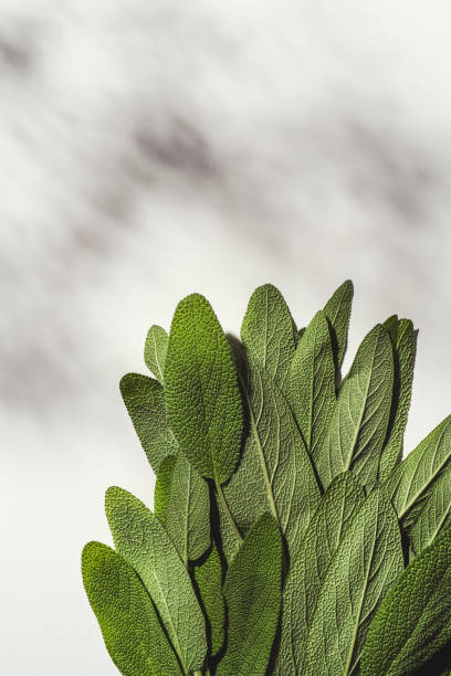 Fresh sage leaves on white background. Herbs shot from directly above.