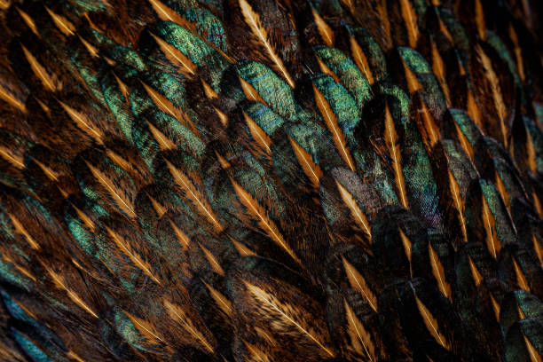 istock Bright brown feather group of some bird ,Pheasant Feathers 1197685850