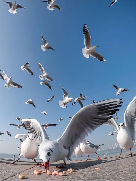 Seagull stock photo