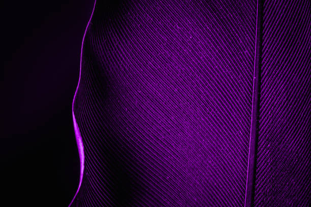 istock Feather purple texture pattern abstract soft background,Blue and Purple Feathers, 1197686054