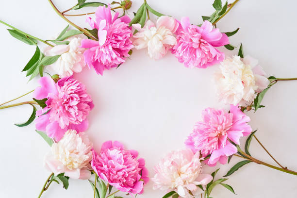 istock Flat lay composition with pink peonies on a white background 1197686202