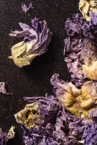 istock Dried hollyhock flowers 1197686786