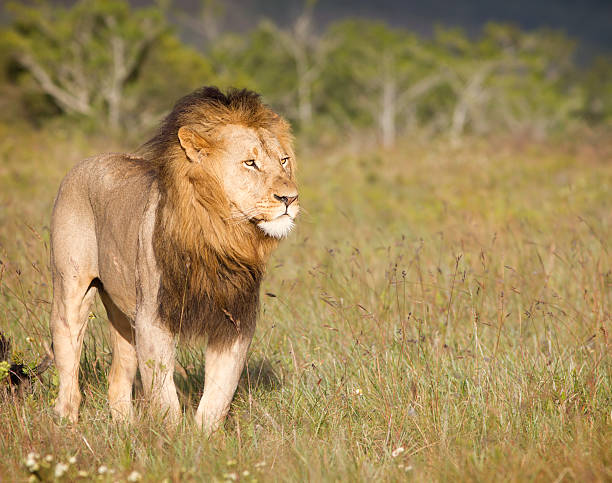 istock Large lion male overlooking grassland 119768899