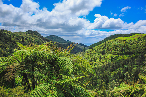 beautiful and idyllic landscape in New Zealand