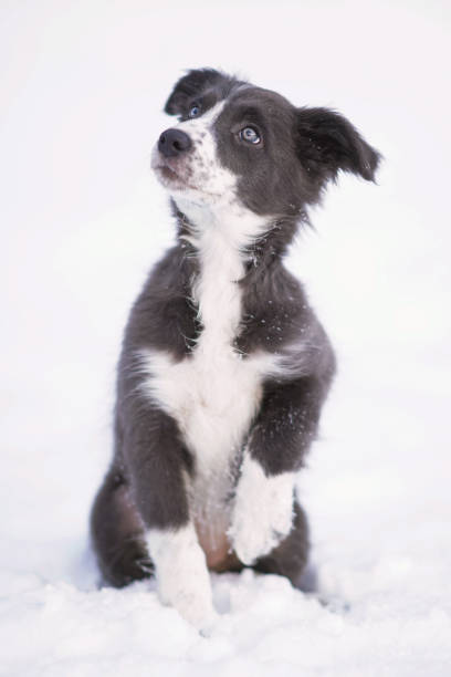 urocza niebiesko-biała border collie szczeniak siedzi na zewnątrz na śniegu podnoszenia jednej łapy w zimie - dog park retrieving humor zdjęcia i obrazy z banku zdjęć