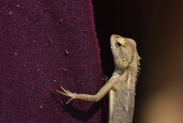 istock The oriental garden lizard, eastern garden lizard, bloodsucker or changeable lizard is an agamid lizard found widely distributed in indo-Malaya. 1197690421