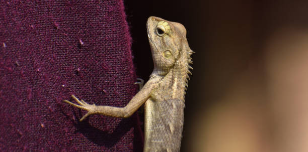 istock The oriental garden lizard, eastern garden lizard, bloodsucker or changeable lizard is an agamid lizard found widely distributed in indo-Malaya. 1197690457