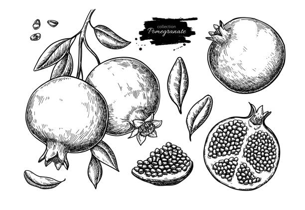 Pomegranate vector drawing. Hand drawn tropical fruit illustration. Pomegranate vector drawing set. Hand drawn tropical fruit illustration. Engraved summer fruit. Whole and sliced objects with leaves and seeds. Botanical vintage sketch for label juice packaging design pomegranate stock illustrations