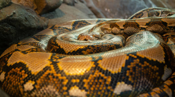 istock Selective focus on eyes of large snake wrapped around itself 1197691308