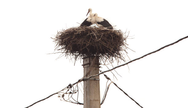 istock stork bird nest on pole isolated 1197691423