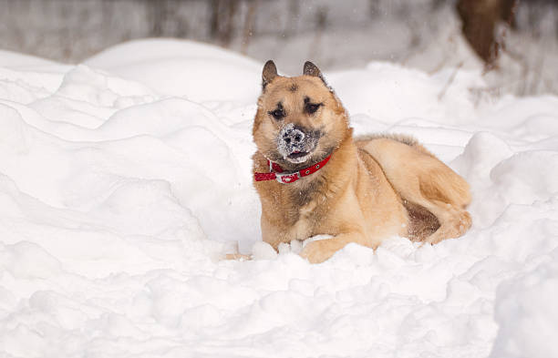 West siberian laika (husky) playing in winter forest stock photo