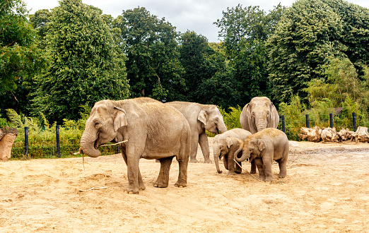 Three adult and two young Asian Elephant, Elephas Maximus, feeding in their habitat in Dublin zoo, Ireland