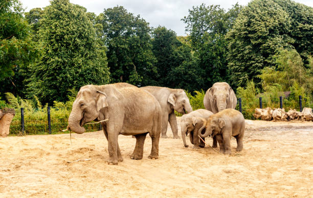 Three adult and two young Asian Elephant feeding in their habitat stock photo