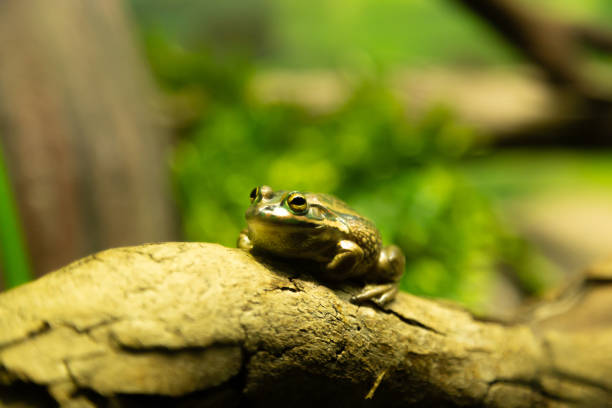 istock Selective focus on single frog on wooden branch with blurred green background 1197692676