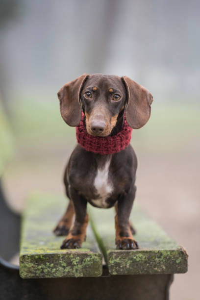 istock Dachshund dog on a park bench 1197693211