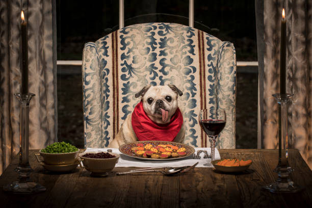 A Pug dog with her tongue hanging out sits at the head of a fancy dining room table ready to enjoy the feast.