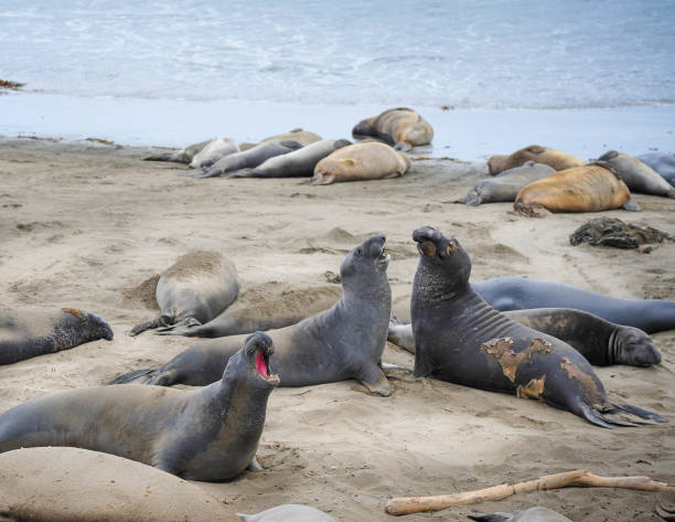 istock Elephant Sea Lion on Beach 1197693853