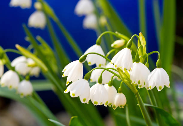 Snowflakes in early springtime Close-up of blooming snowflakes white blossoms leucojum vernum stock pictures, royalty-free photos & images
