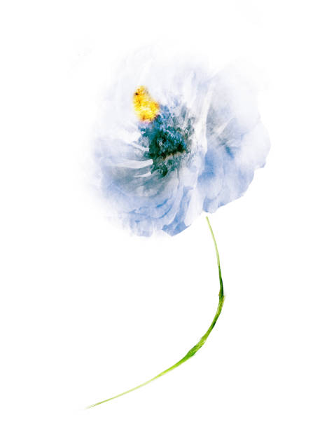 istock Watercolor flower , isolated on white background 1197695572